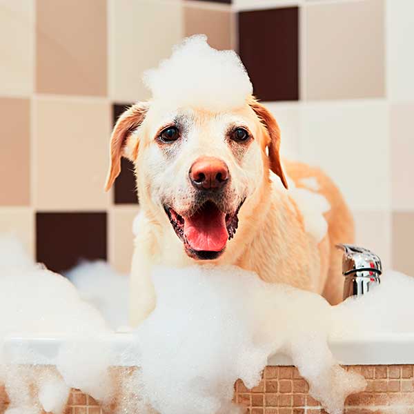 Dog getting a bath