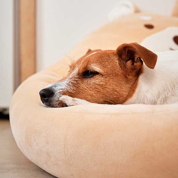 Dog lying in dog bed