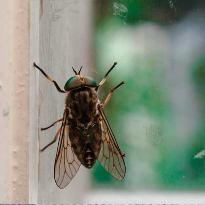 Fly on window glass